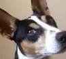 Openpuppies